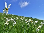47 Distese di narcisi sul versante sud in vetta al Linzone